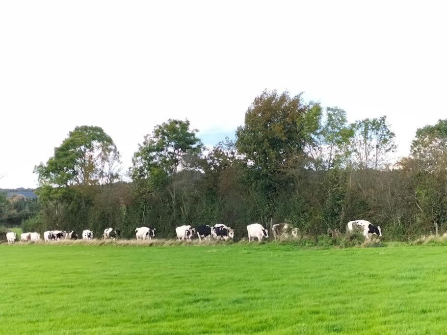 Gite La Dame Au Lit Gite A La Ferme Momignies ภายนอก รูปภาพ